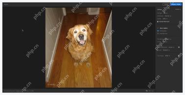 Lightroom 桌面端 Export screen 中 File Type、Dimensions 和 Quality 选项