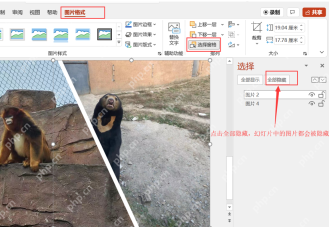 在PPT中选中需要隐藏后再出现的图片