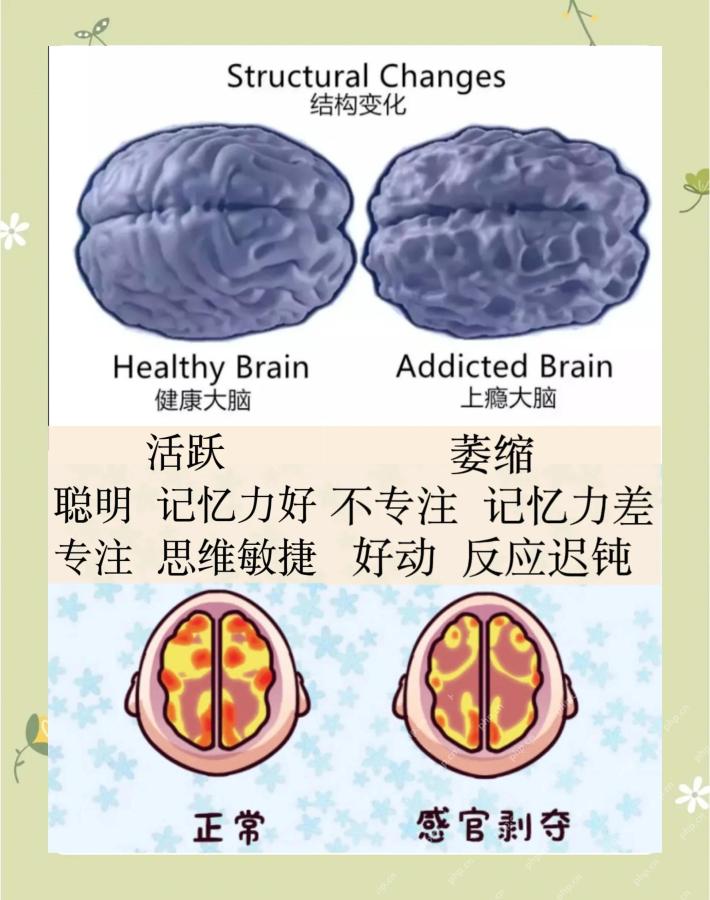 运动与电子屏幕使用方式影响青少年大脑发育 - php中文网