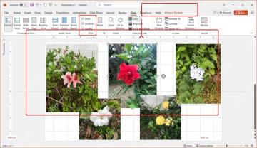 PowerPoint 图片格式选项卡中整理多张图片对齐和分布