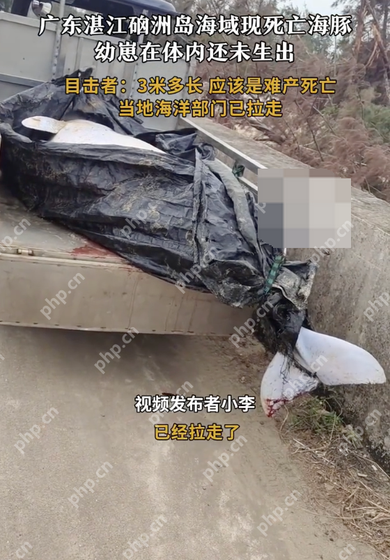 湛江海滩现难产死亡海豚是怎么回事?详情介绍 湛江海滩现难产死亡海豚是怎么回事?详情介绍