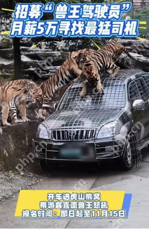 月薪5万!洛阳一野生动物园高薪招聘“兽王驾驶员”,需开车进虎山熊窝 - php中文网