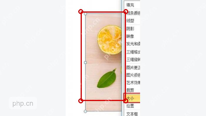 PowerPoint 中图片被选中后四周出现角点控制柄,用于调整图片大小
