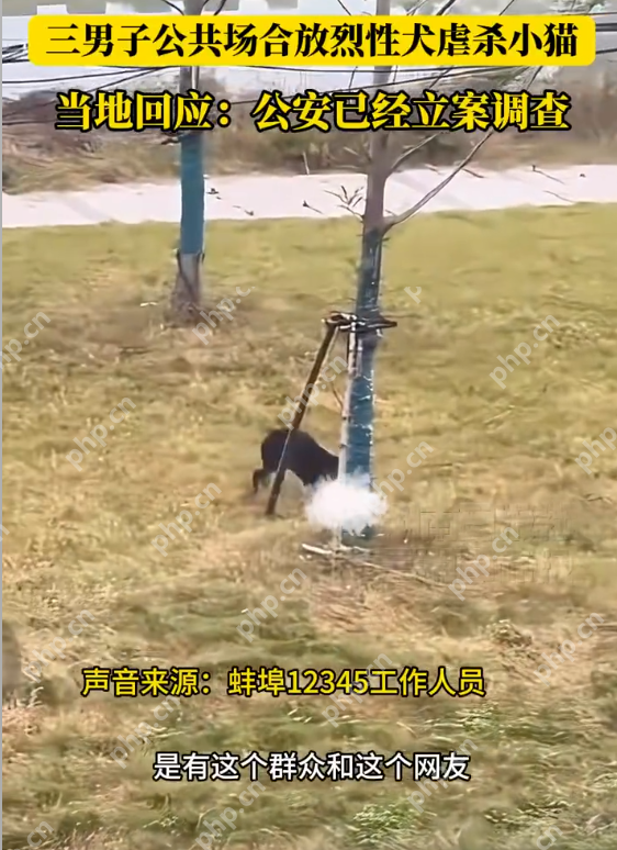 3男子在公共场合放烈性犬虐杀小猫 当地公安:已经立案调查 - php中文网