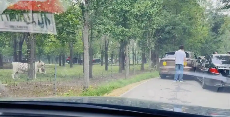 两车在秦皇岛野生动物园猛兽区发生剐蹭,多名游客下车当着老虎面吵架 - php中文网