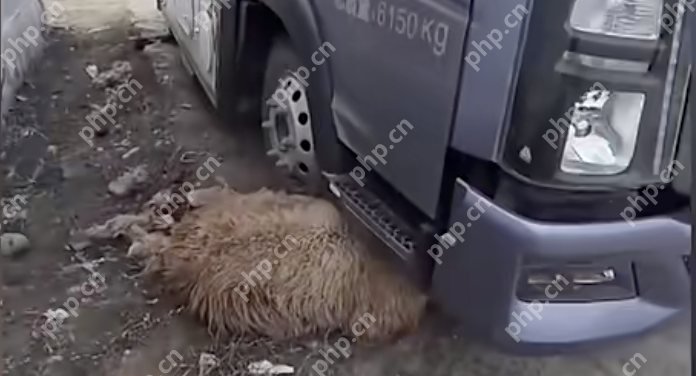 游客撞伤一只羊，牧民说：“跟我走！”本以为要赔偿，结局意外暖心 - php中文网