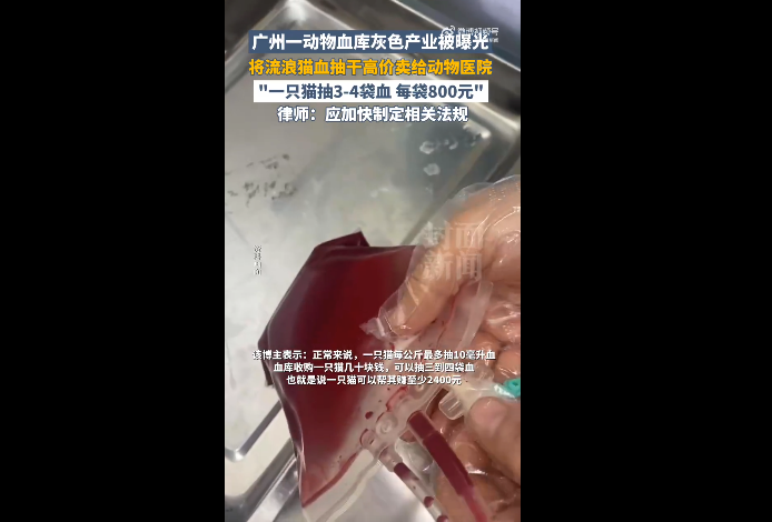 广州一动物血库灰色的产业被曝光 律师：应加快制定相关法规 - php中文网