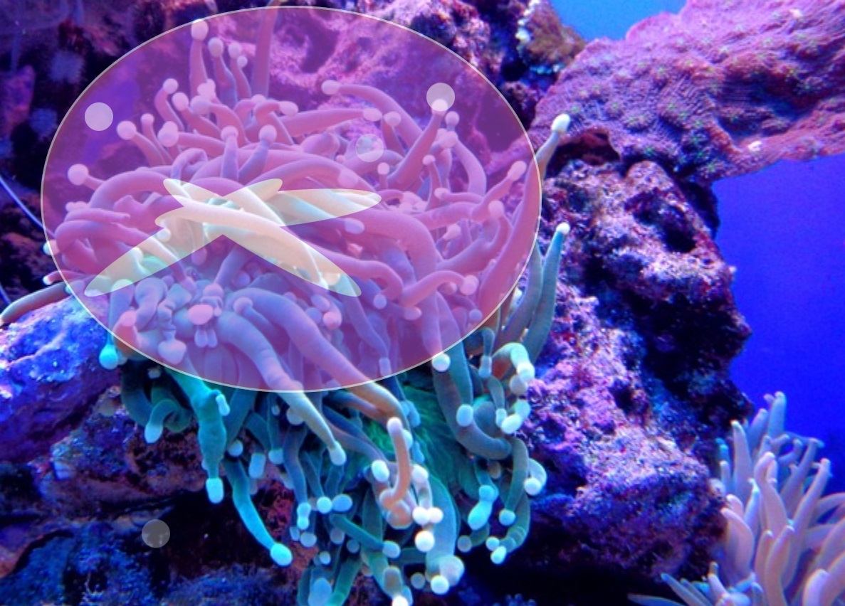 海底珊瑚背景的js动态时钟特效