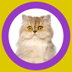 Cat Show 360x