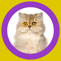 ‎Cat Show 360x