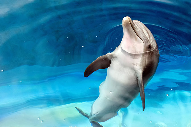 露出水面的海豚高清图片素材
