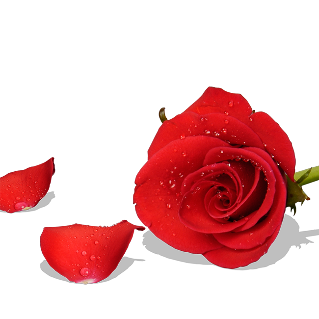 情人节红色玫瑰花朵和花瓣装饰PNG素材