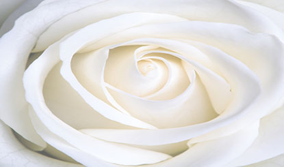白色玫瑰花高清图片