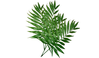 绿叶 植物 PNG