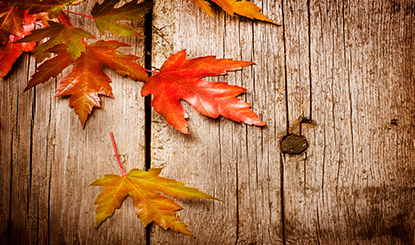 木板上的秋天树叶特写摄影高清图片