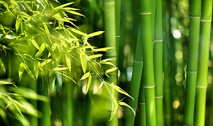 高清绿竹图片