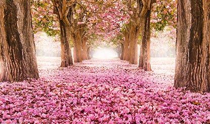 美丽的樱花景色高清图片