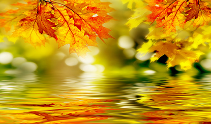 秋天树叶与倒影近景摄影高清图片