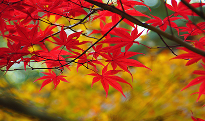 秋天枫叶高清图片