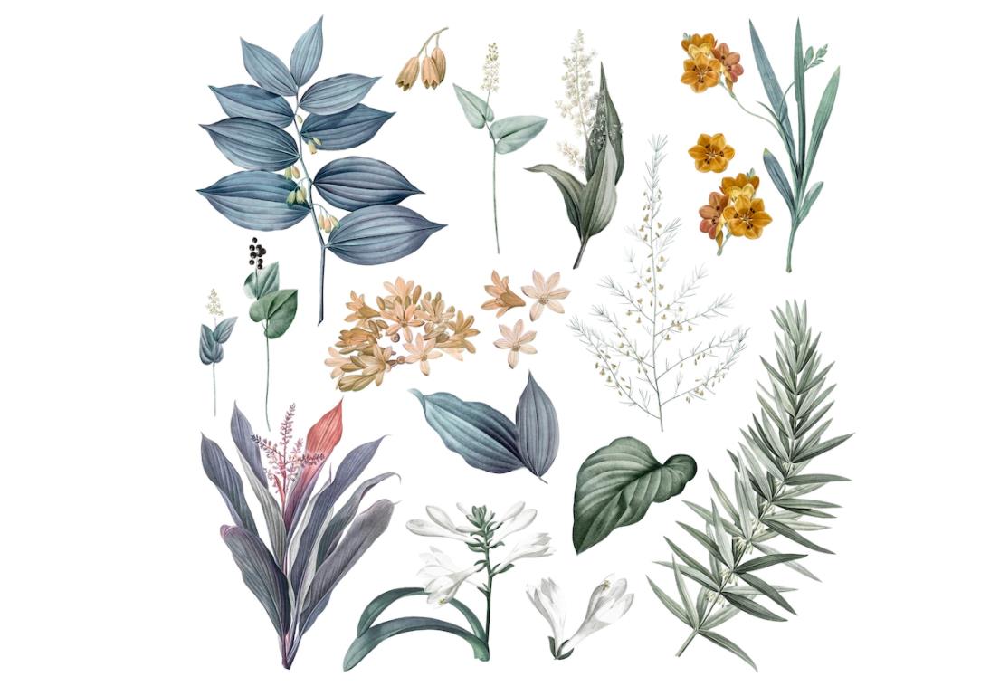25种好看的植物和花的插图合集(PSD素材)
