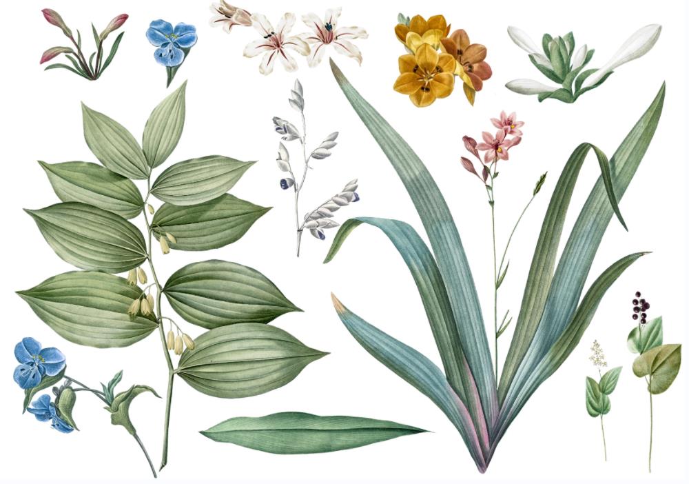 13种漂亮的花卉和植物插图合集(PSD)